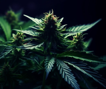 Cannabis Blatt