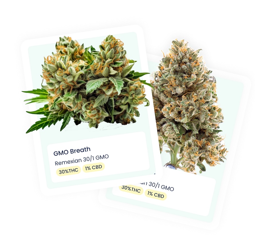 Cannabis